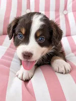 Ruby, a female Australian Shepherd for sale in Lawrenceburg, KY – 1 of 10