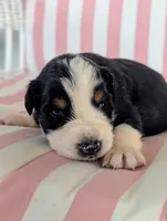 Milo, a male Australian Shepherd for sale in Lawrenceburg, KY – 2 of 10