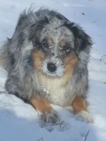 Lily, a female Australian Shepherd for sale in Lawrenceburg, KY – 7 of 10