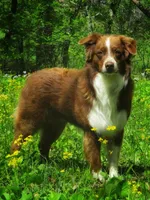 Max, a male Australian Shepherd for sale in Lawrenceburg, KY – 5 of 10
