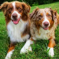 Willow, a male Australian Shepherd for sale in Lawrenceburg, KY – Photo 9 of 10