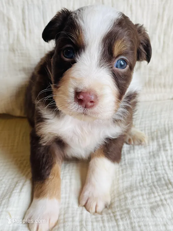 Willow – Australian Shepherd puppy for sale in Lawrenceburg, KY