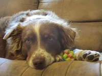 Willow, a male Australian Shepherd for sale in Lawrenceburg, KY – Photo 3 of 10