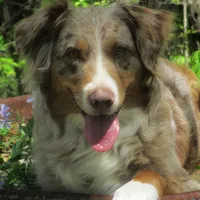 Willow, a male Australian Shepherd for sale in Lawrenceburg, KY – Photo 10 of 10