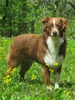 Willow, a male Australian Shepherd for sale in Lawrenceburg, KY – Photo 8 of 10