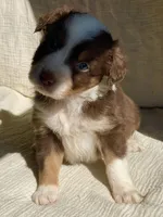 Willow, a male Australian Shepherd for sale in Lawrenceburg, KY – Photo 1 of 10