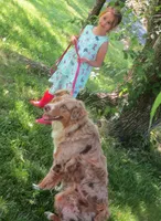 Willow, a male Australian Shepherd for sale in Lawrenceburg, KY – Photo 6 of 10