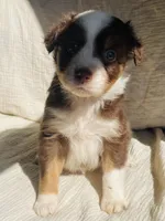 Willow, a male Australian Shepherd for sale in Lawrenceburg, KY – Photo 2 of 10