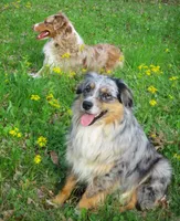 Sadie, a female Australian Shepherd for sale in Lawrenceburg, KY – 9 of 10