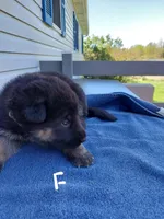 White, a female German Shepherd Dog and King Shepherd for sale in Walkerton, IN – Photo 4 of 4