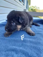 White, a female German Shepherd Dog and King Shepherd for sale in Walkerton, IN – Photo 1 of 4