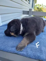 White, a female German Shepherd Dog and King Shepherd for sale in Walkerton, IN – Photo 2 of 4