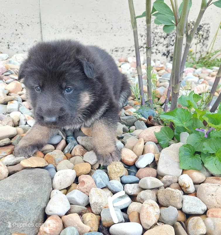 White – German Shepherd Dog, King Shepherd puppy for sale in Walkerton, IN