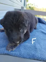 White, a female German Shepherd Dog and King Shepherd for sale in Walkerton, IN – Photo 3 of 4
