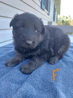 Orange, a female German Shepherd Dog and King Shepherd for sale in Walkerton, IN – Photo 3 of 3