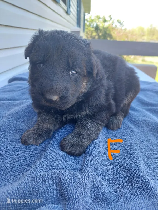 Orange – German Shepherd Dog, King Shepherd puppy for sale in Walkerton, IN