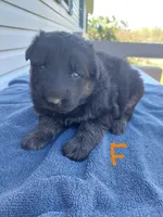 Orange, a female German Shepherd Dog and King Shepherd for sale in Walkerton, IN – Photo 1 of 3