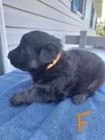 Orange, a female German Shepherd Dog and King Shepherd for sale in Walkerton, IN – Photo 2 of 3