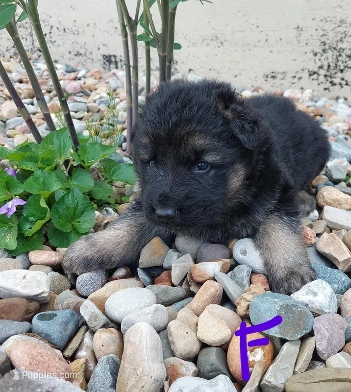 Purple  – German Shepherd Dog, King Shepherd puppy for sale in Walkerton, IN