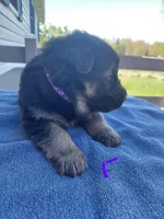 Purple , a female German Shepherd Dog and King Shepherd for sale in Walkerton, IN – Photo 3 of 4