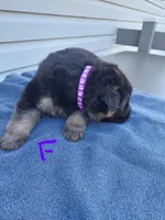 Purple , a female German Shepherd Dog and King Shepherd for sale in Walkerton, IN – Photo 4 of 4