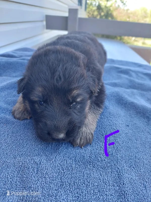 Purple  – German Shepherd Dog, King Shepherd puppy for sale in Walkerton, IN