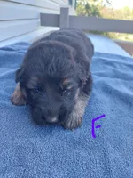 Purple , a female German Shepherd Dog and King Shepherd for sale in Walkerton, IN – Photo 1 of 4