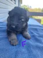 Purple , a female German Shepherd Dog and King Shepherd for sale in Walkerton, IN – Photo 2 of 4
