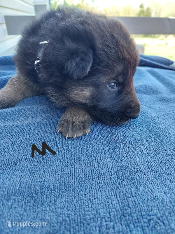 Black – German Shepherd Dog, King Shepherd puppy for sale in Walkerton, IN