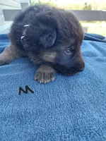Black, a male German Shepherd Dog and King Shepherd for sale in Walkerton, IN – Photo 1 of 4