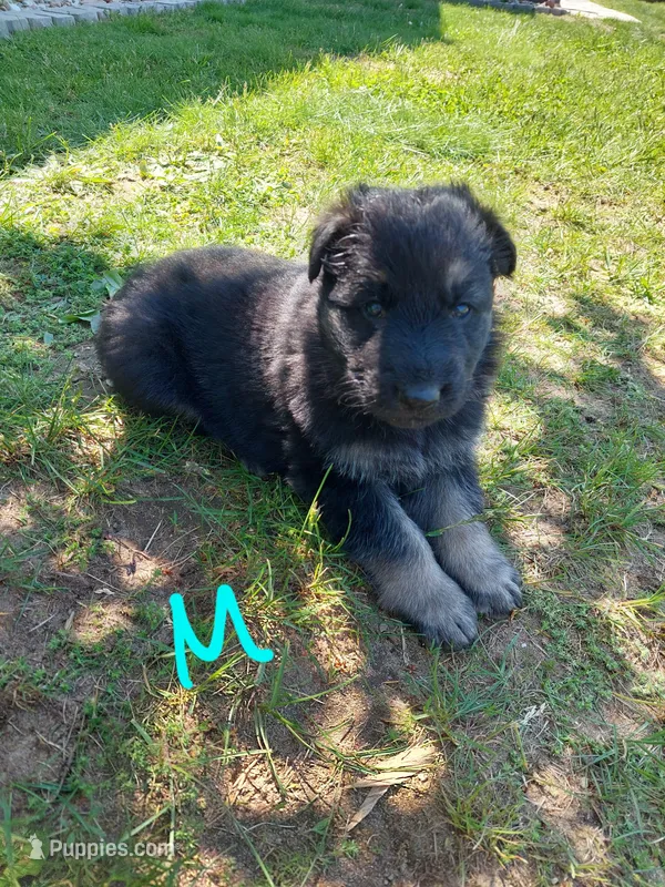 Light blue – German Shepherd Dog, King Shepherd puppy for sale in Walkerton, IN