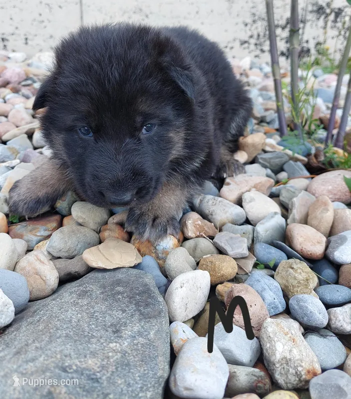 Black – German Shepherd Dog, King Shepherd puppy for sale in Walkerton, IN