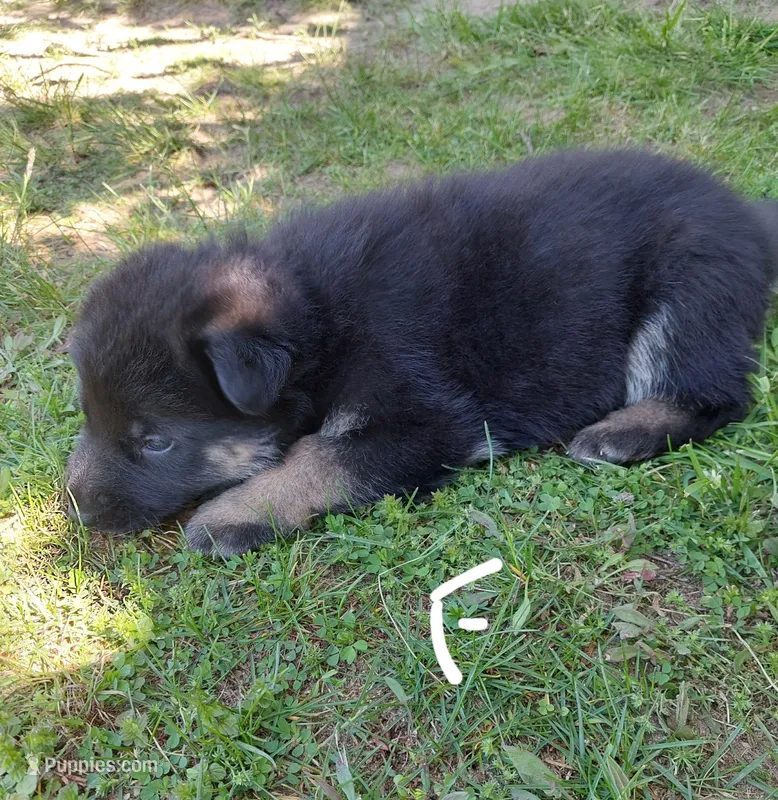 White – German Shepherd Dog, King Shepherd puppy for sale in Walkerton, IN