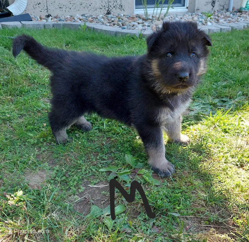 Black – German Shepherd Dog, King Shepherd puppy for sale in Walkerton, IN