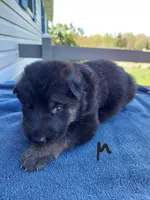 Black, a male German Shepherd Dog and King Shepherd for sale in Walkerton, IN – Photo 2 of 4