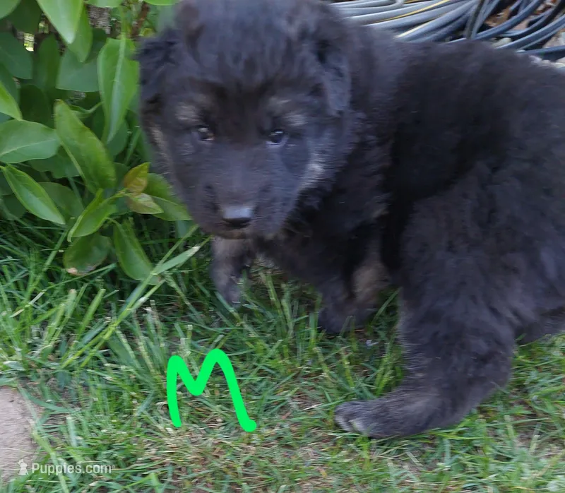 Green – German Shepherd Dog, King Shepherd puppy for sale in Walkerton, IN