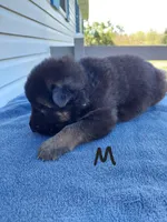 Black, a male German Shepherd Dog and King Shepherd for sale in Walkerton, IN – Photo 3 of 4