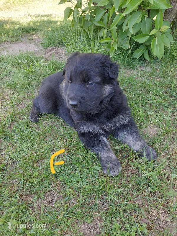 Orange – German Shepherd Dog, King Shepherd puppy for sale in Walkerton, IN