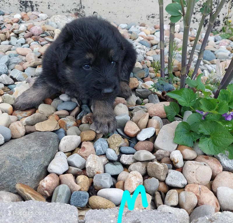 Light blue – German Shepherd Dog, King Shepherd puppy for sale in Walkerton, IN