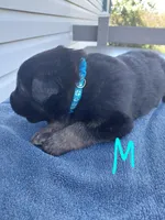 Light blue, a male German Shepherd Dog and King Shepherd for sale in Walkerton, IN – Photo 2 of 3