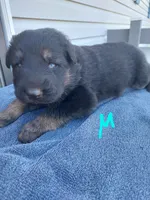 Light blue, a male German Shepherd Dog and King Shepherd for sale in Walkerton, IN – Photo 3 of 3