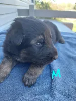 Light blue, a male German Shepherd Dog and King Shepherd for sale in Walkerton, IN – Photo 1 of 3