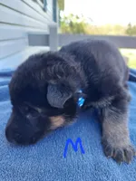 Dark blue, a male German Shepherd Dog and King Shepherd for sale in Walkerton, IN – Photo 2 of 4