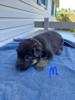 Dark blue, a male German Shepherd Dog and King Shepherd for sale in Walkerton, IN – Photo 3 of 4