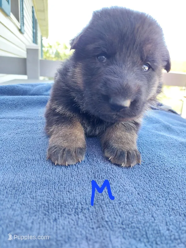 Dark blue – German Shepherd Dog, King Shepherd puppy for sale in Walkerton, IN