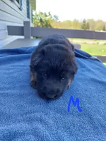 Dark blue, a male German Shepherd Dog and King Shepherd for sale in Walkerton, IN – Photo 4 of 4