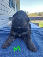 Green, a male German Shepherd Dog and King Shepherd for sale in Walkerton, IN – Photo 1 of 3