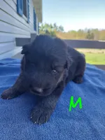 Green, a male German Shepherd Dog and King Shepherd for sale in Walkerton, IN – Photo 3 of 3