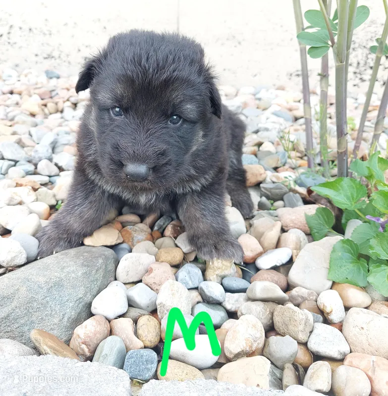 Green – German Shepherd Dog, King Shepherd puppy for sale in Walkerton, IN