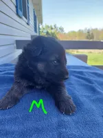 Green, a male German Shepherd Dog and King Shepherd for sale in Walkerton, IN – Photo 2 of 3